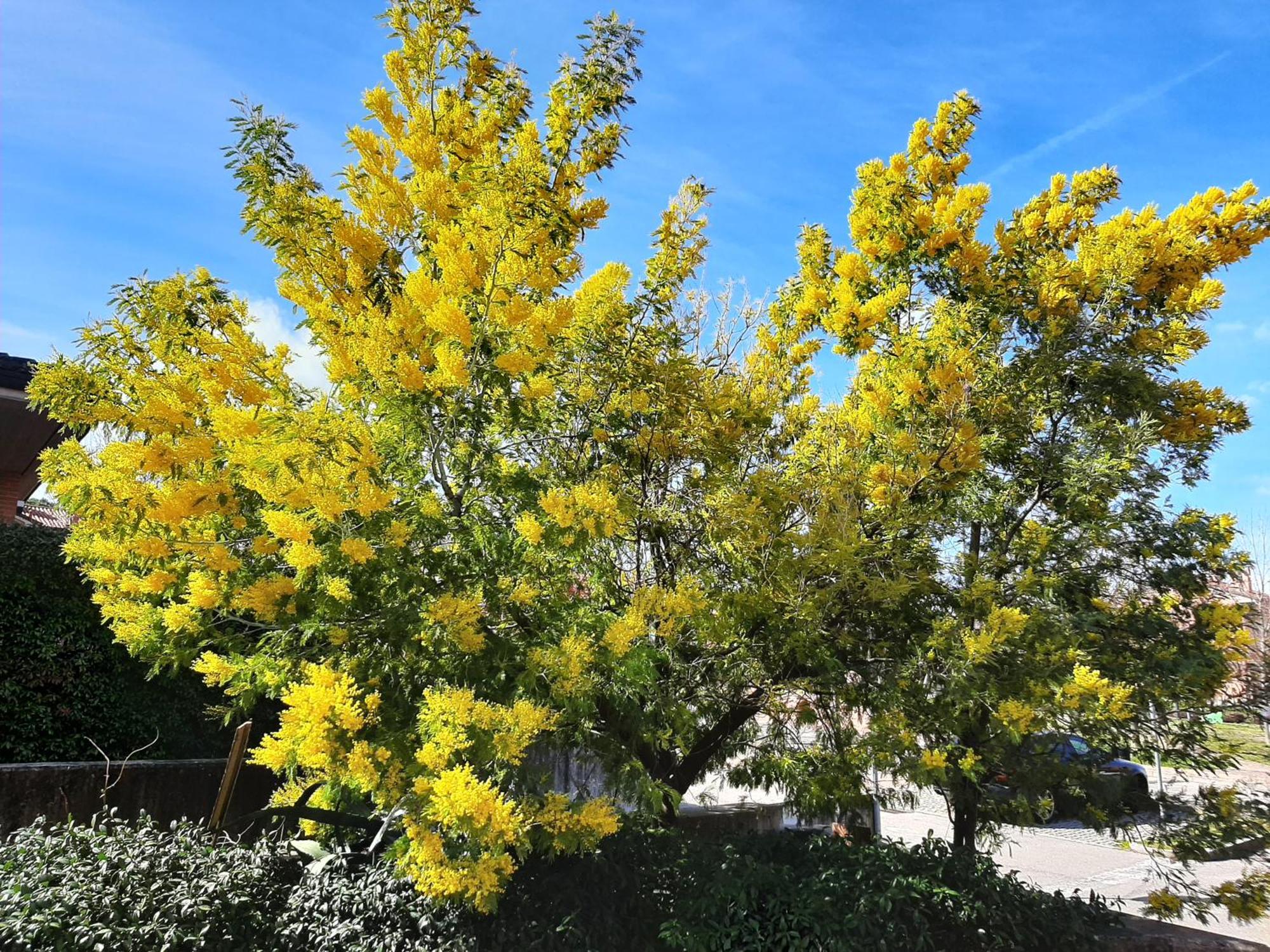 Appartamento La Mimosa Dozza Esterno foto