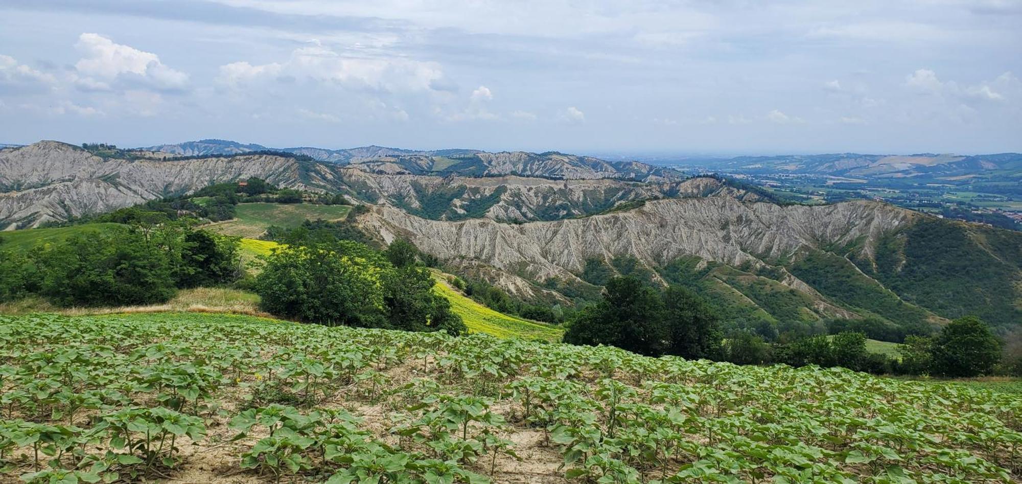 Appartamento La Mimosa Dozza Esterno foto
